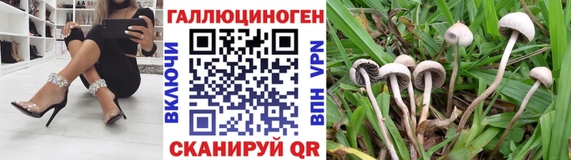 Купить  Семилуки  Галлюциногенные грибы Psilocybine cubensis 